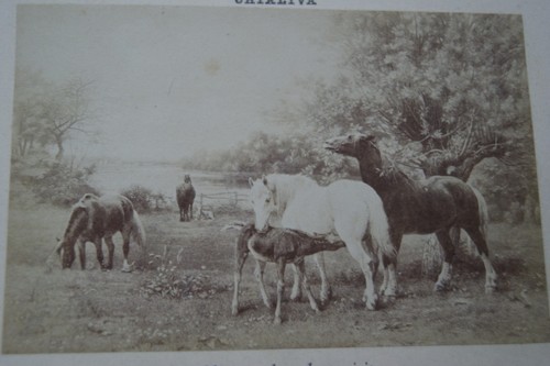 Chevaux dans prairie - chevaux,