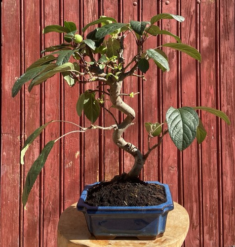 Bonsaï pommier malus 10ans - malus,