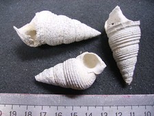 126.15 L- MESALIA SULCATA -