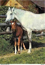 Animaux - Chevaux - Pouliche