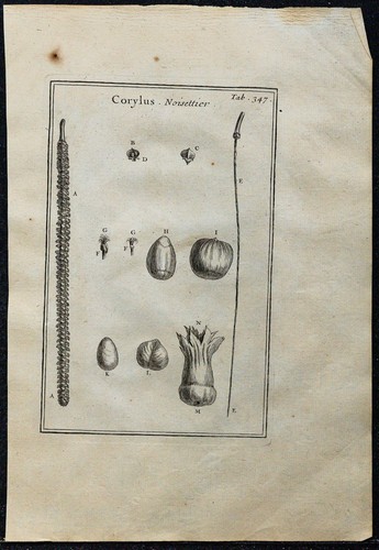 1719 noisettes noisetier - &,