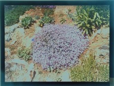 AUTOCHROME SUR PLAQUE DE VERRE