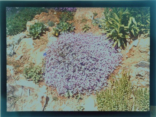 Autochrome sur plaque - sur, de