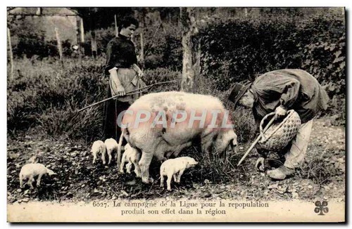 Famille brebis agneaux - brebis,