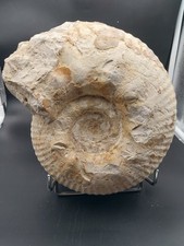 6.6 Kg Gravesia Gigas Du