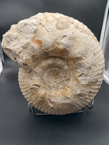 Gravesia gigas du - gravesia,