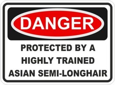 Asiatique Semi-Longhair Chat