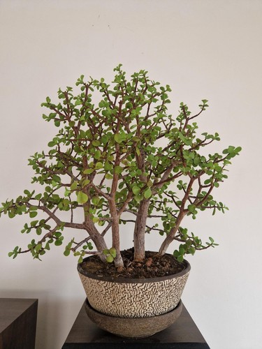 Bonsaï variété portulacaria - bonsaï,