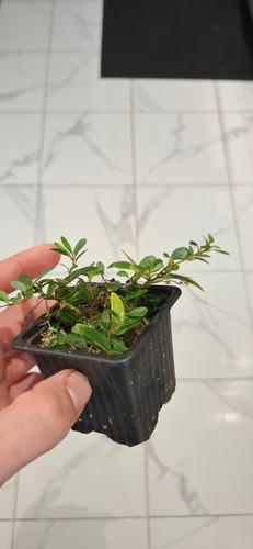 Ficus punctata bouture - bouture, 2