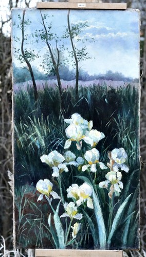 Iris blumen landschaft - blumen,