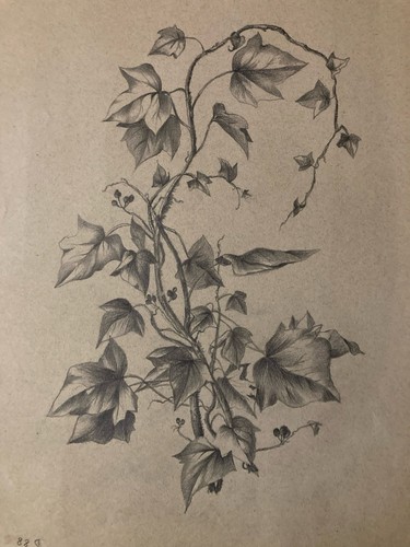 Beau dessin 1920 - dessin, fleurs