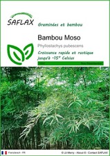 SAFLAX  - Bambou Moso - 20