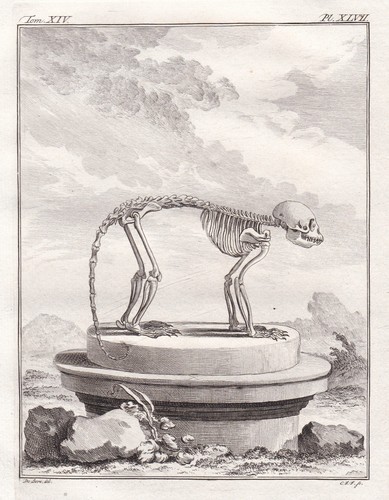 Gravure squelette singe - squelette,