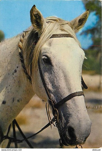 Postcard animals horses - animals,