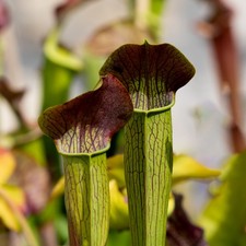 Sarracenia Alata Black Tube A58MK