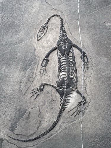 Reptile marin fossile - reptile, marin-🦎fossile