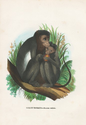 Macaca radiata hutaffe inde - radiata,