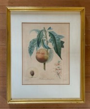 Antique Langlois Botanical Engraving Poiteau Giraud Traites des Arbres Fruitiers