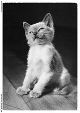 ASHP4-0254-CHAT - SIAMESE CAT - SIAMESE CHAT