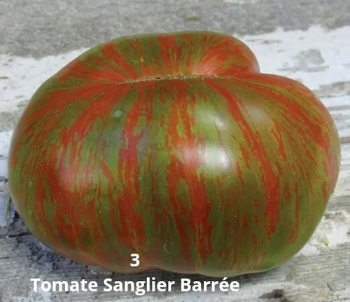 Tomate sanglier barrée - barrée, 10