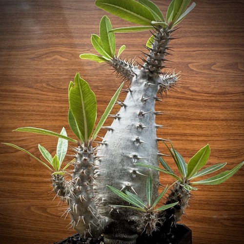 Pachypodium cactipes rare - cactipes,