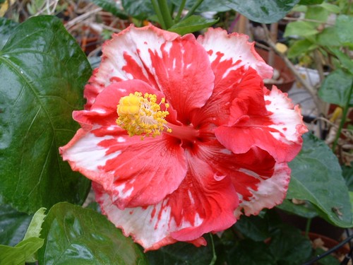 Hibiscus american splendour - american,