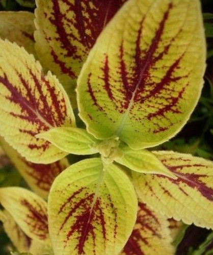 Coleus wizard coral - 'wizard,