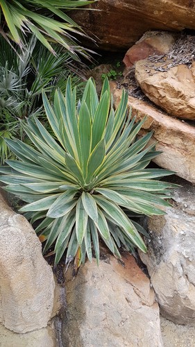 Yucca gloriosa variegata - gloriosa, /