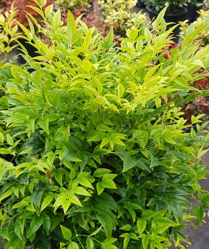 Nandina domestica magical - nandina, magical®