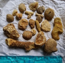 Lot de 22 Fossiles Oursin Corail Bivalve Coquillage à identifier Ancient Fossil