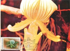 E0046 Maxi card Romania flowers & plants orchid Paphiopedilum Maudiae