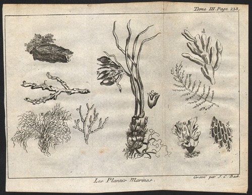 1745 gravure originale - originale, j.p