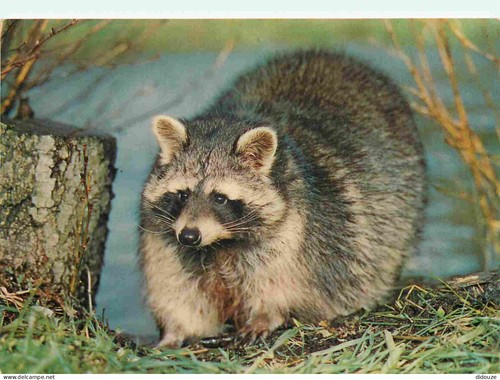 Postcard animals raccoon - -,