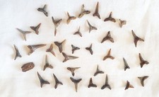 FOSSILE - DENTS DE REQUINS -