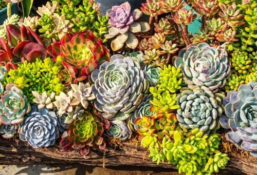 100 plantes grasses - 👉100,