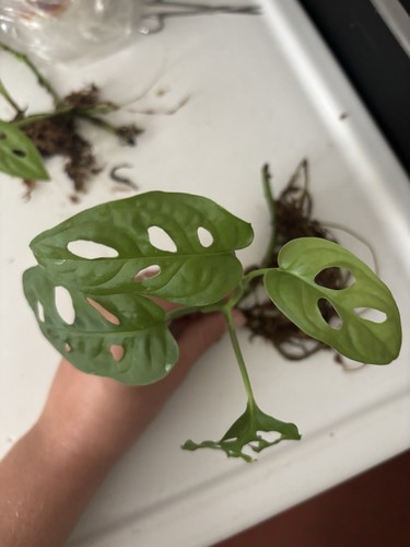 Monstera monkey mask avec - mask,
