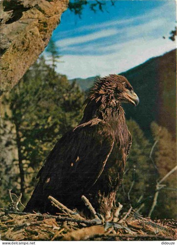 Carte postale animaux - postale,