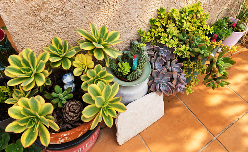 Plantes grasses succulentes - 45,