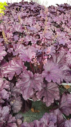 Heuchera hybrida forever - x,