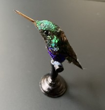 Colibri Taxidermie - Circa 1850- Hummingbird Taxidermy