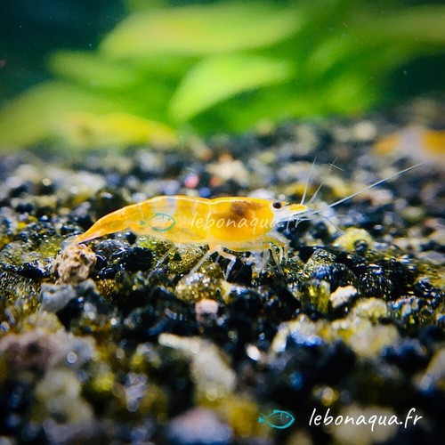 Lot crevettes rili - de, 12