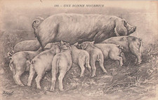 ILLUSTRATED CP A GOOD NURSE - BABY PIG AROUND SOW - 7205