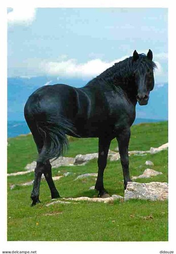 Carte postale animaux - animaux,