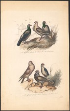 1853 Watercolor Engraving Pigeons Pigeon Tied Ramier Birds Ornithology