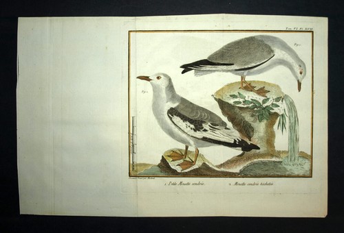 Mouette tachetée et - la,