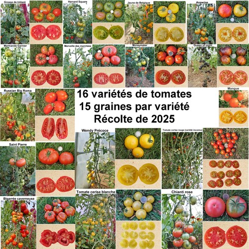240 graines variétés - -, de