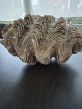 Benitier Geant bivalve
