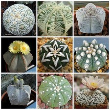 30 graines de Astrophytum