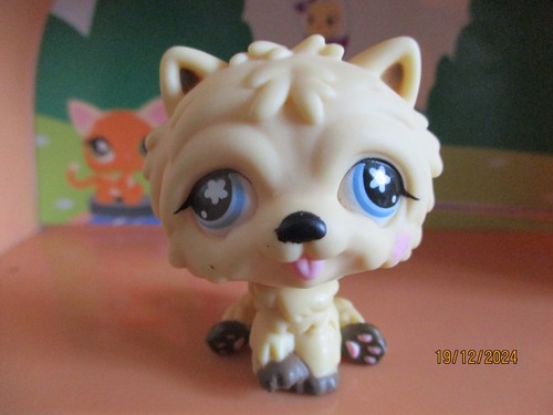Petshop chien chow - petshop,