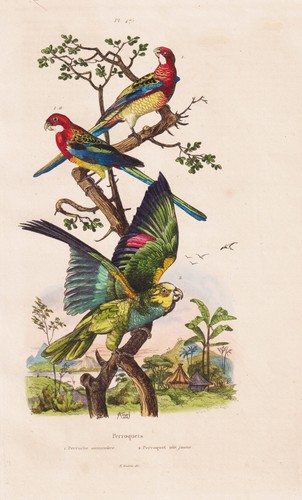 Perroquets parrot perruche - perroquets,